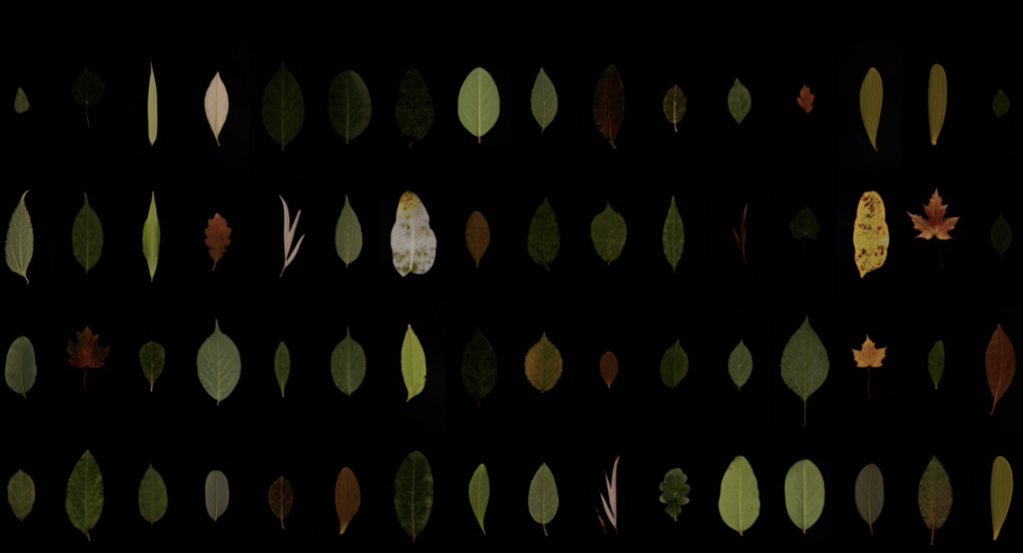 LES FEUILLES DE L’ ARBRE QUI N’EXISTE PAS de FLORIAN SCHÖNERSTEDT